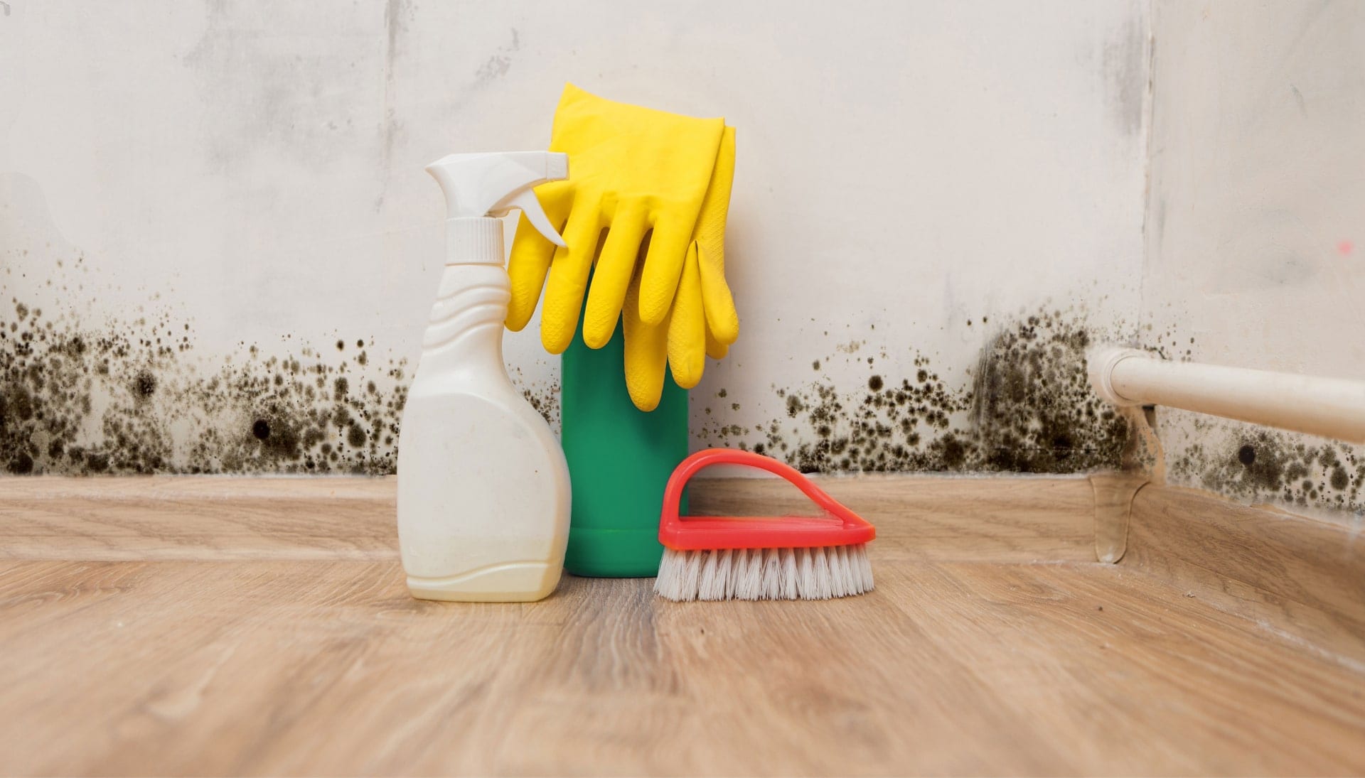 Know About Mold Removal In Hamilton