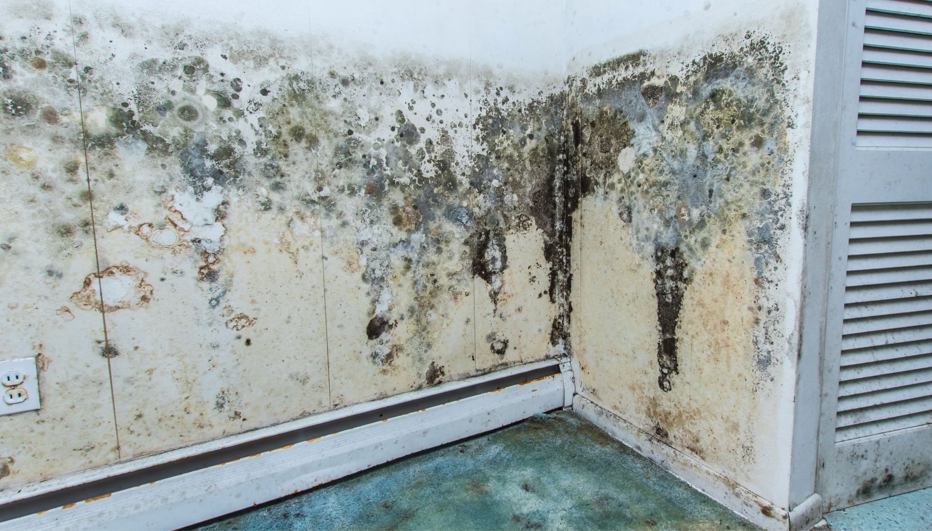 Mold Damage Odor Control Services in Hamilton